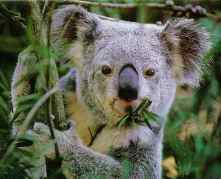 [Pic of Koala (14k) ]